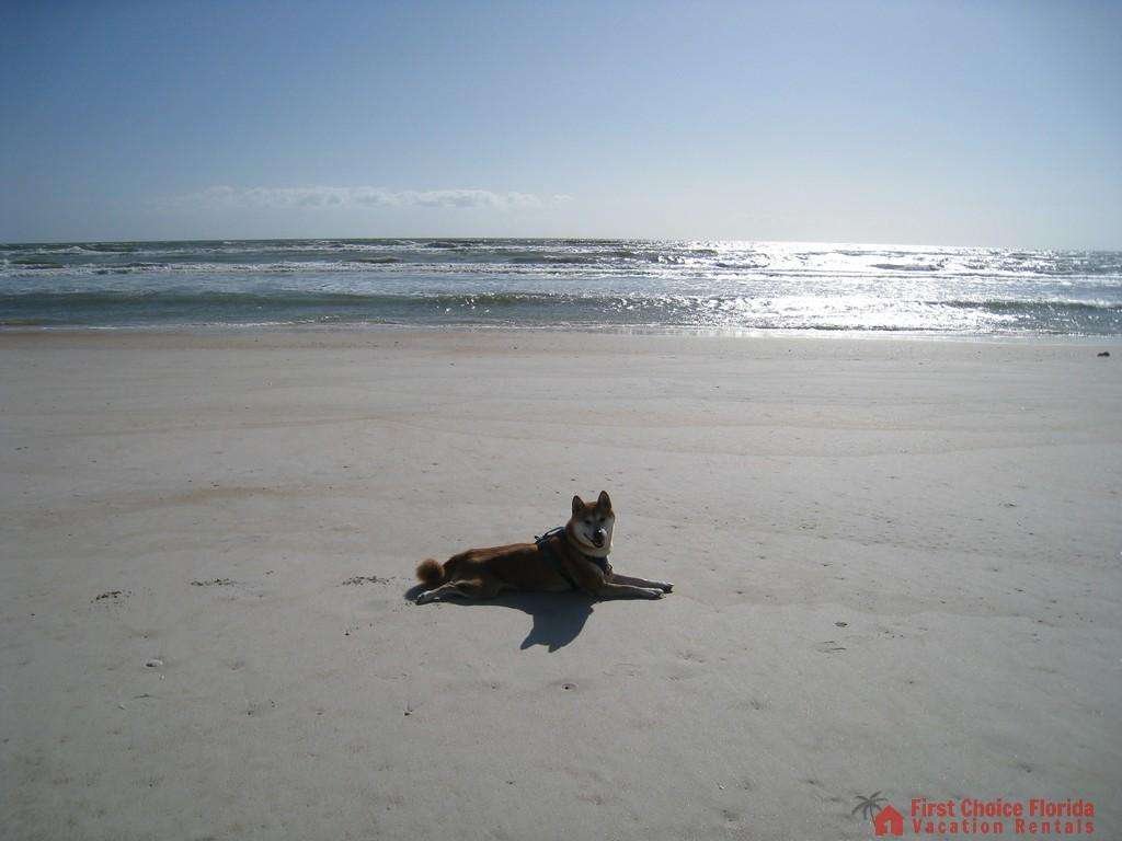 Dolphin Cove Beach Dog