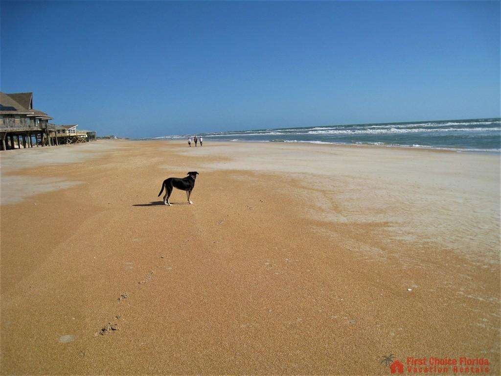 Dolphin Cove Dog on the Beach