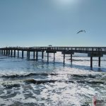 St Augustine Beach Pier Bird Flying Over
